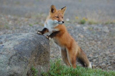 fox-935210
